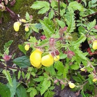 Calceolaria tripartita Ruiz & Pav.